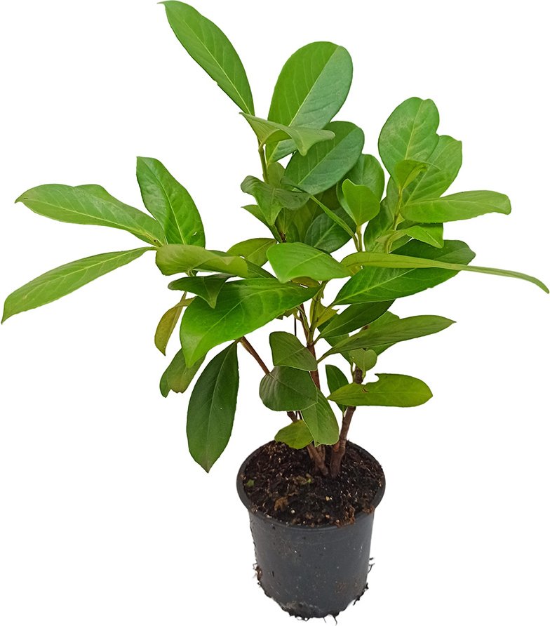 Kirschlorbeerhecke Novita®, 5 Pflanzen