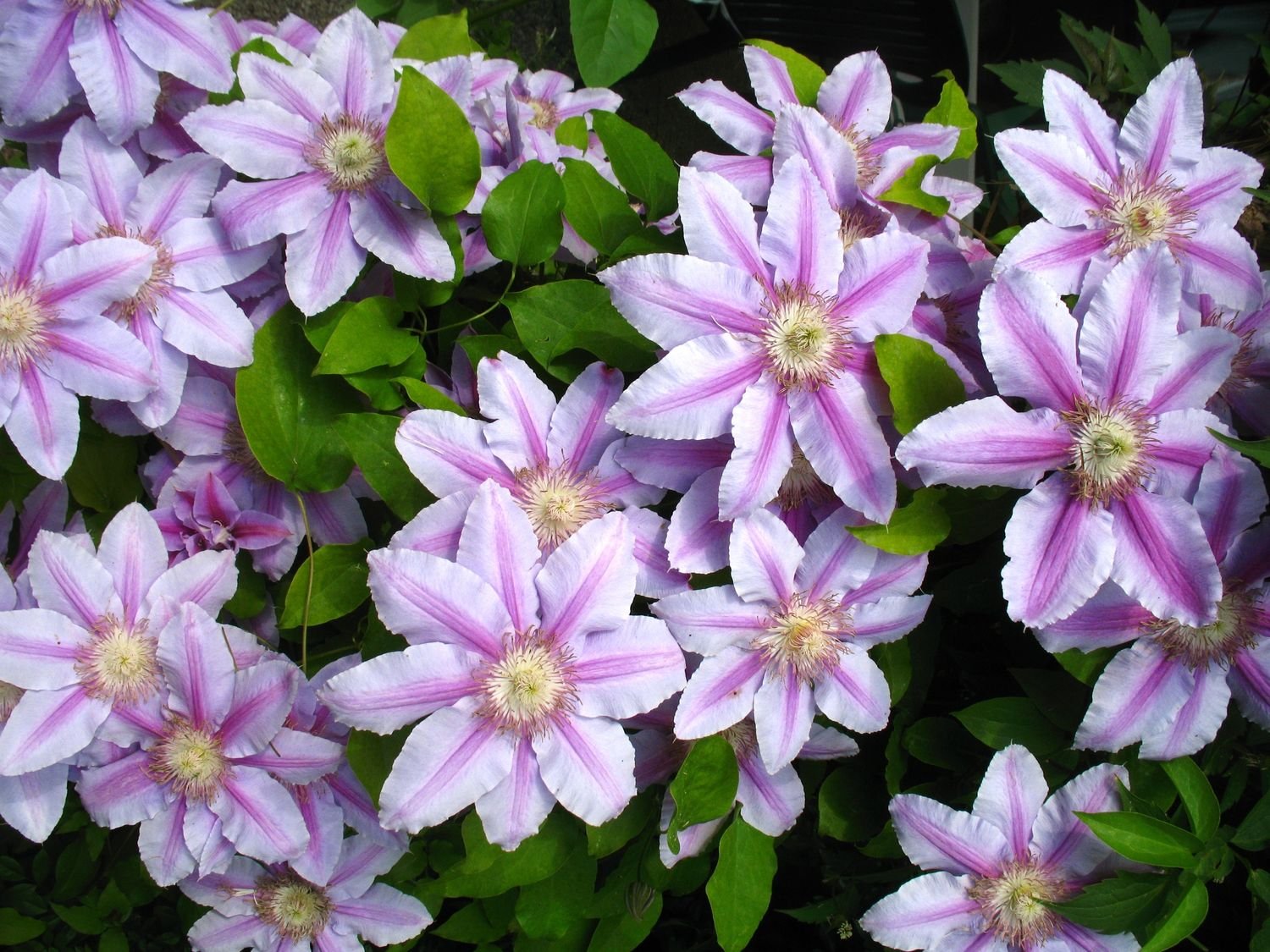 Clematis Nelly Moser®