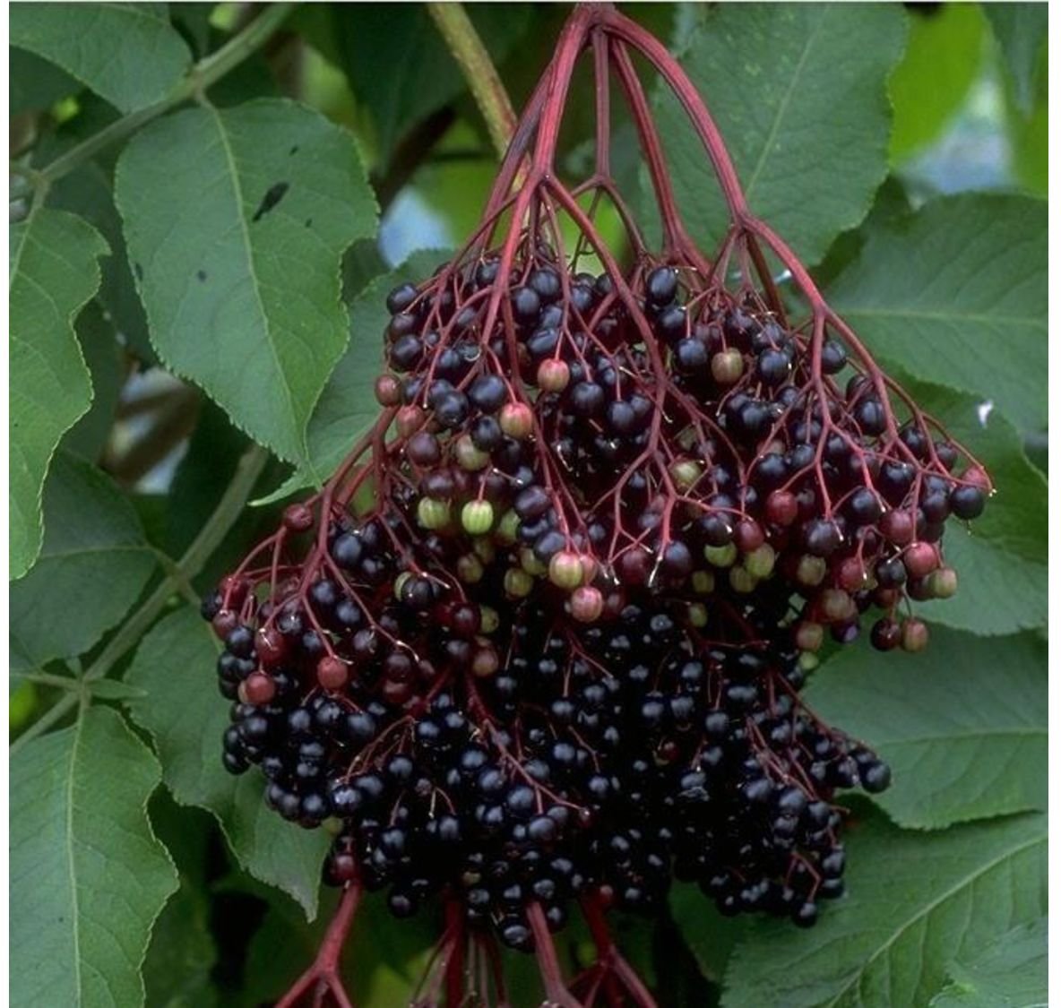 Holunder »Haschberg«, im 3 Liter Topf, hohe Fruchterträge, vielseitig verwendbar