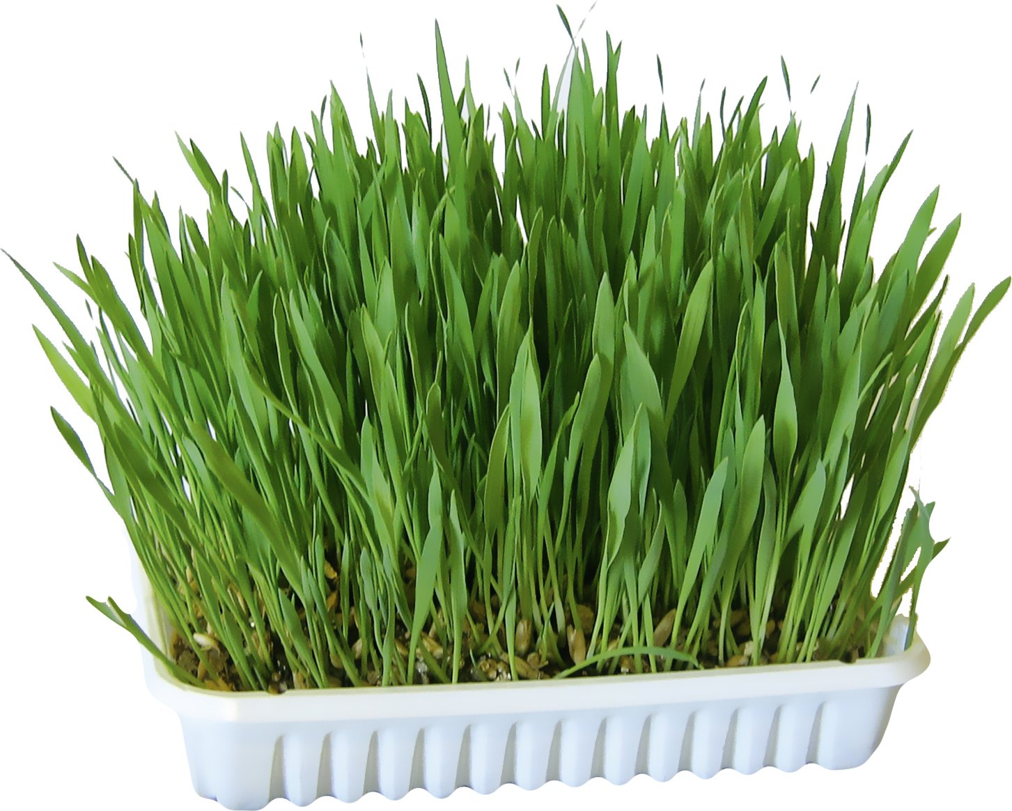 Kerbl Nagergras - 100 g