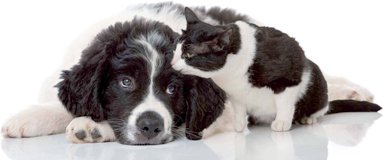 Flexicover Heizkörperverkleidung 60cm x 80cm, Hund & Katze