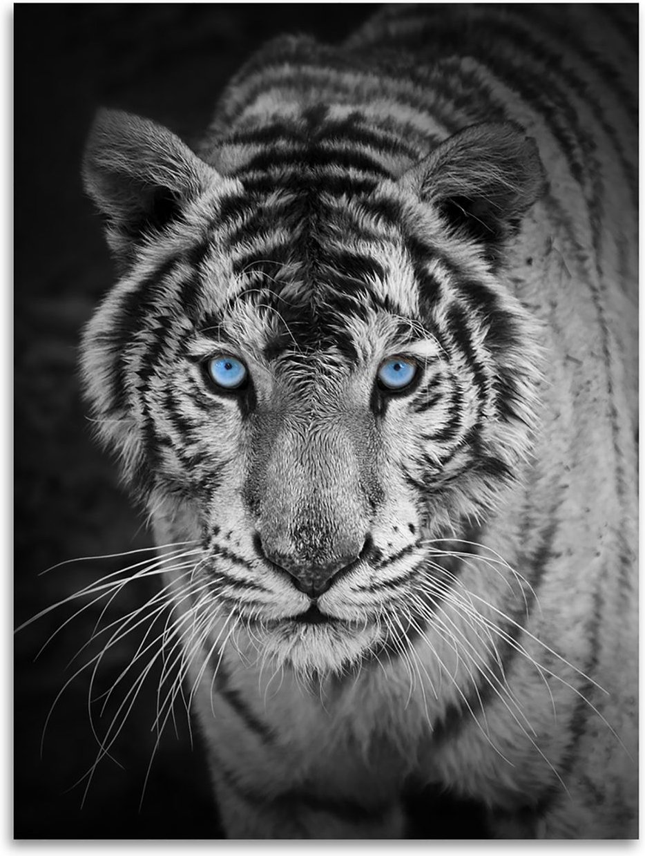 Flanell Wohndecke Tiger