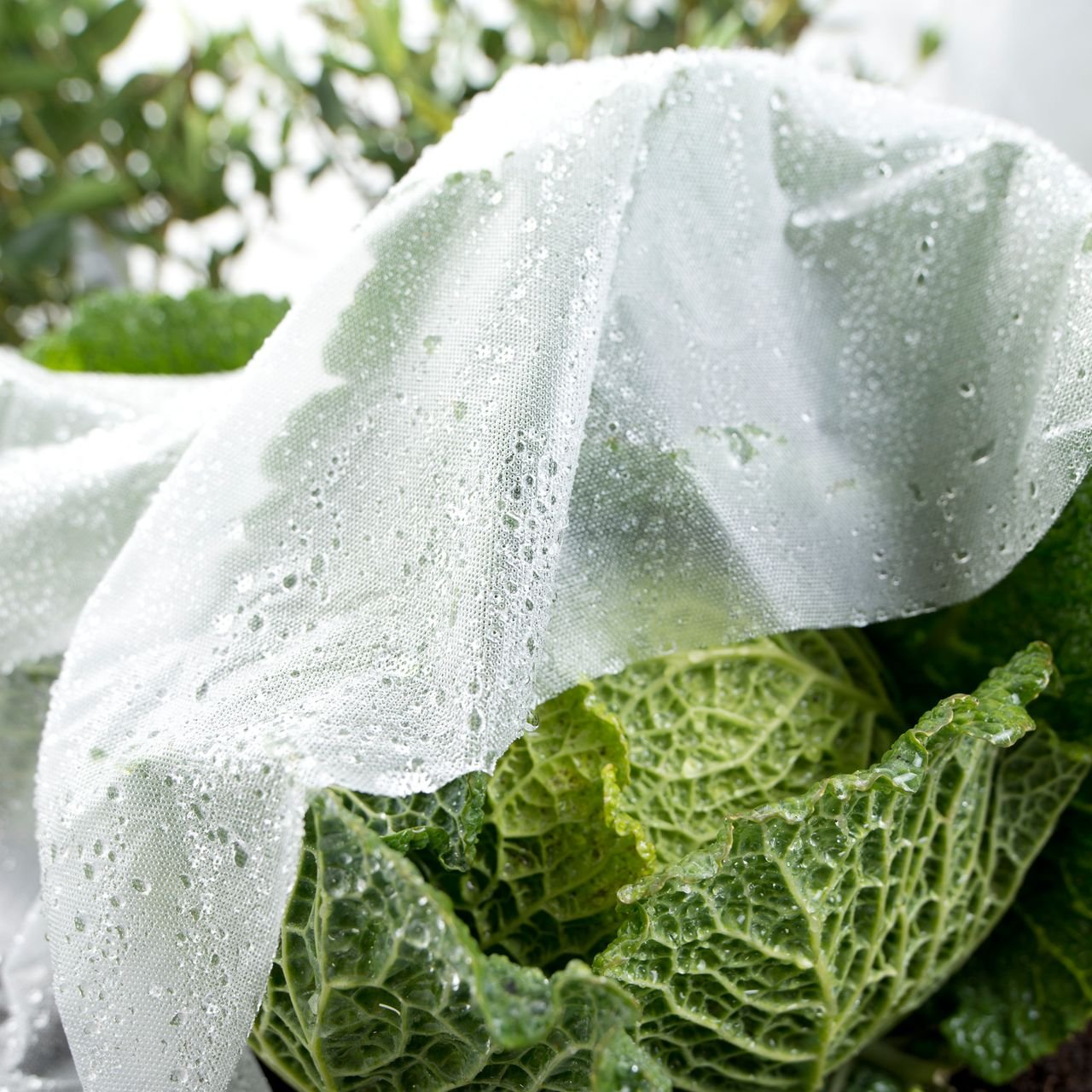 Frühb.-Folie SUPERGR.5x1,35m 17g/m2