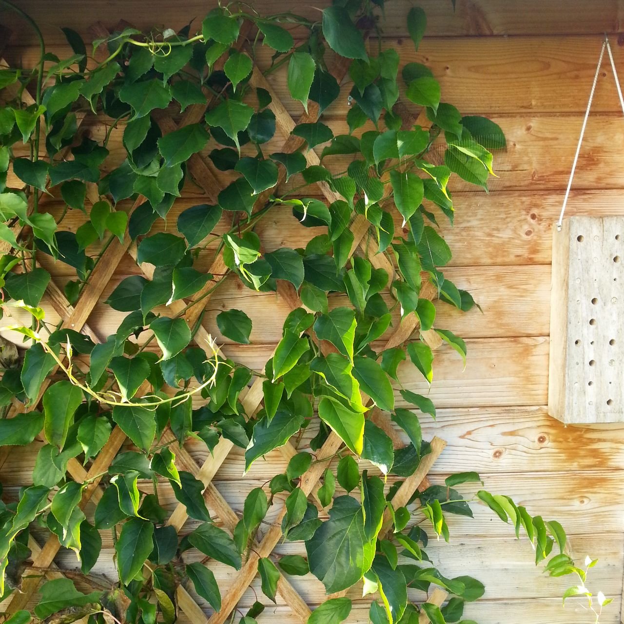 Thumbnail - Holz-Spalier 120 x 180cm