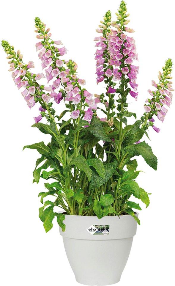 Thumbnail - Deuba Blumentopf Weiß 20x17cm 3,2L