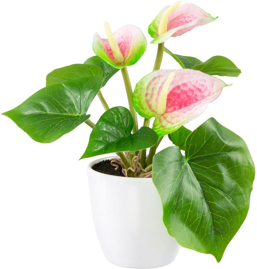 Mini-Deko-Anthurie - Rosa