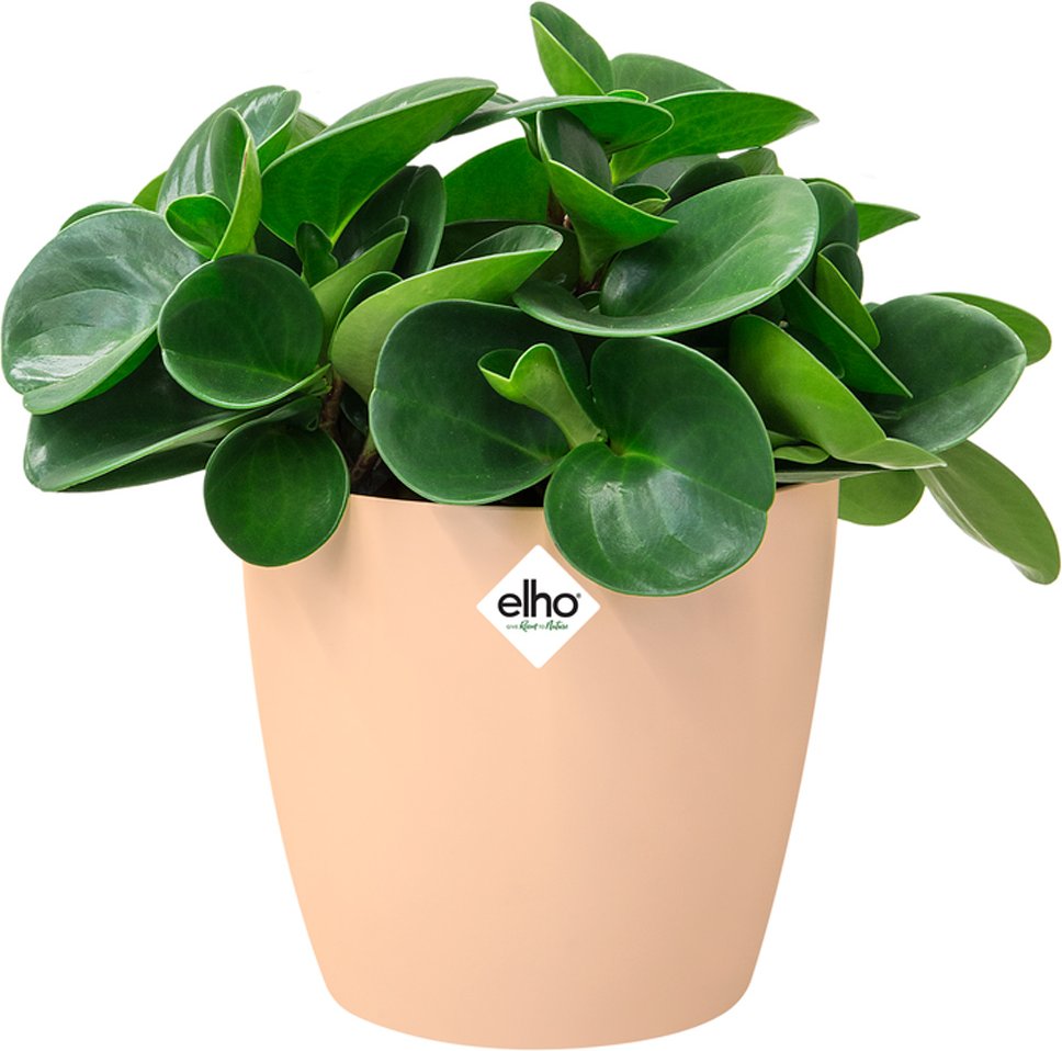 Deuba Blumentopf Brussels Nude 16x15cm 2,2L