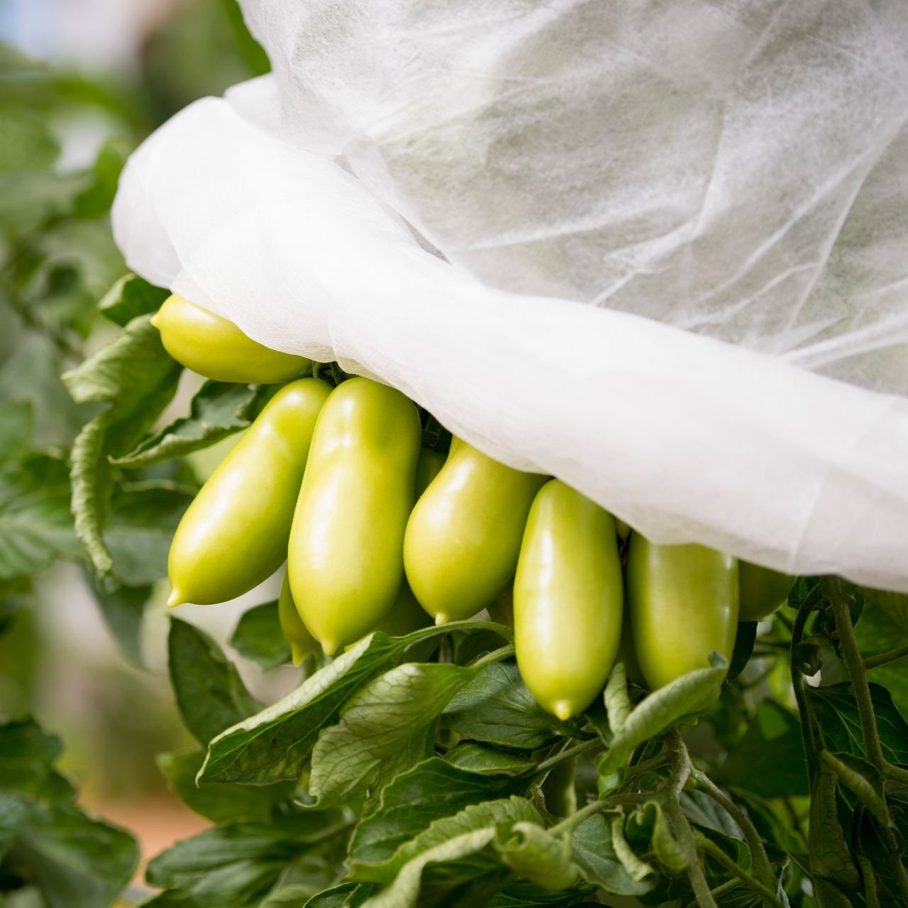 Tom.-Vliesschlauch 10x0,65m 17g/m²