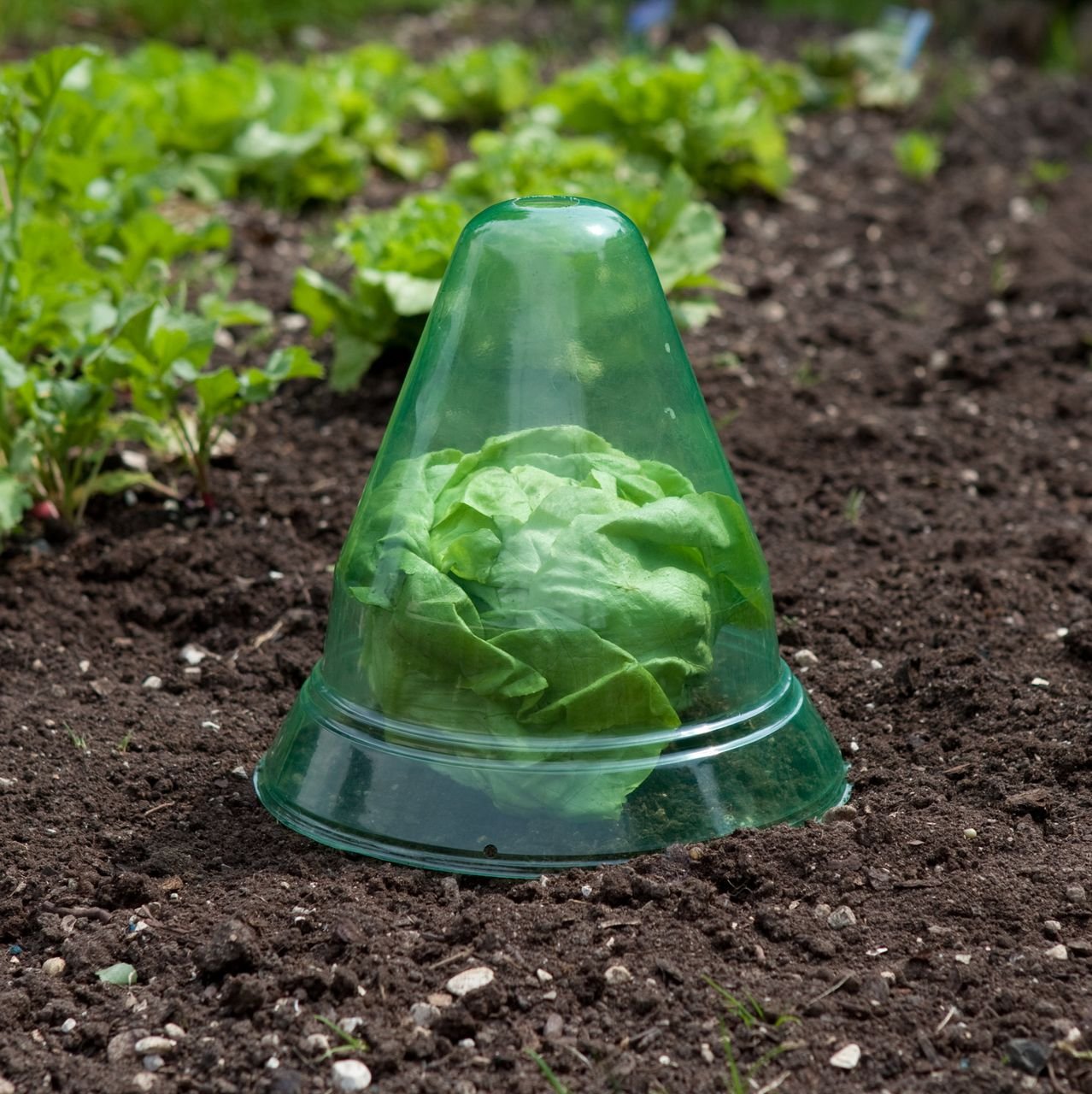 Pflanzenhut Ø 24 cm, 10 Stk.