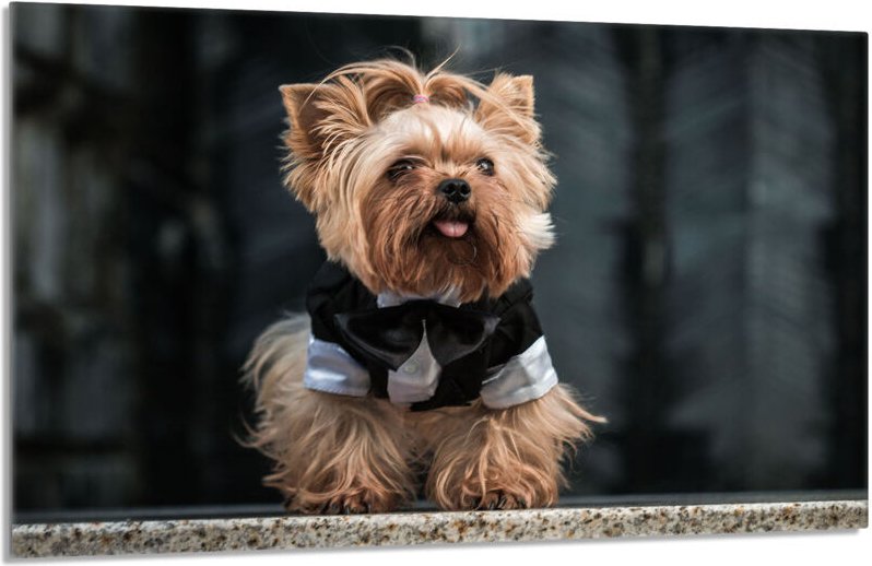 Glasschutzplatte für den Herd 80x52 Hund