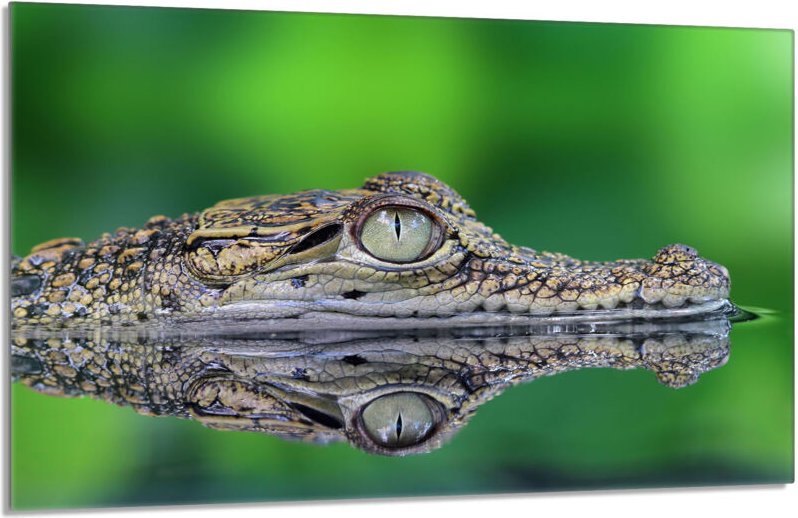 Glasschutzplatte für den Herd 80x52 Krokodil