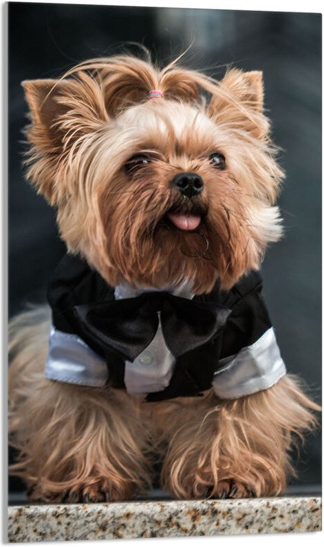 Glasschneidebrett 30x52 Hund