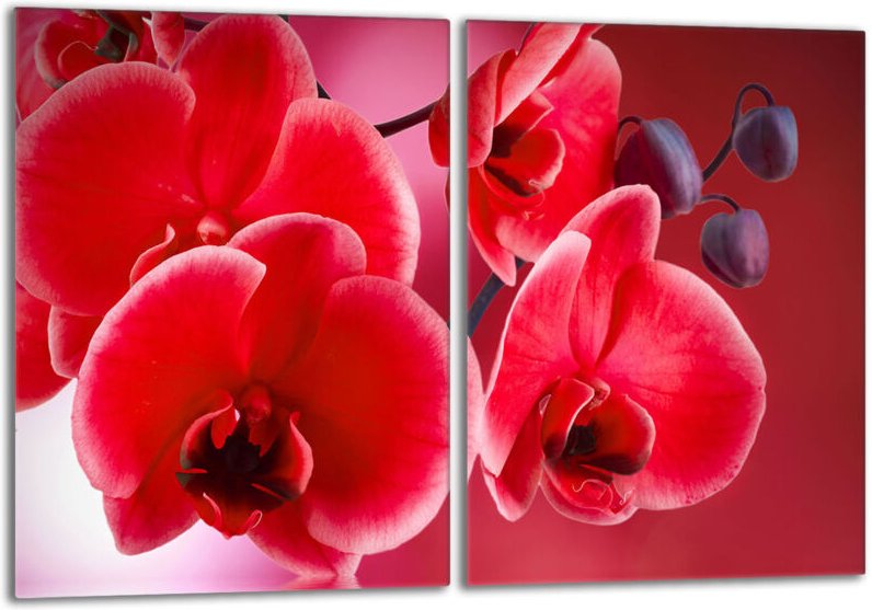 Glasschutzplatte für den Herd 2x40x52 Orchidea