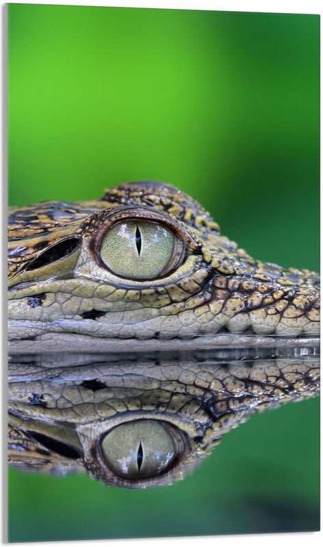 Glasschneidebrett 30x52 Krokodil