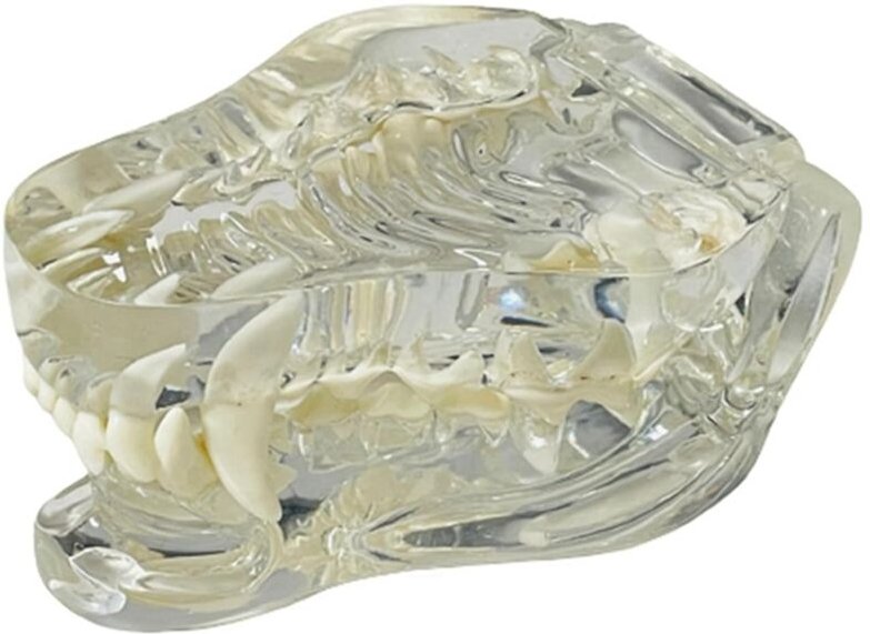 Transparente Eckzähne, Anatomisches Modell, Zahntiere, Mundzahn, für Tierärztliches Lehrmittel (Hund), Transparent