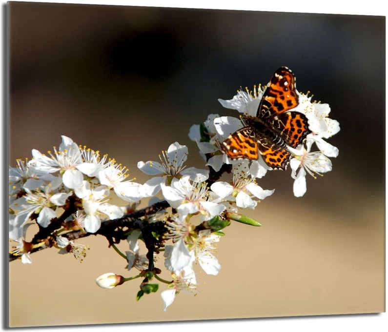 Glasschutzplatte für den Herd 60x52 Pflaume