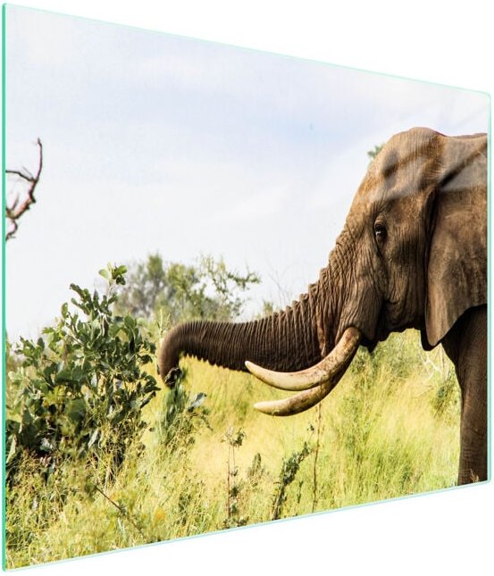 Glasschneidebrett 52x30 Elefant