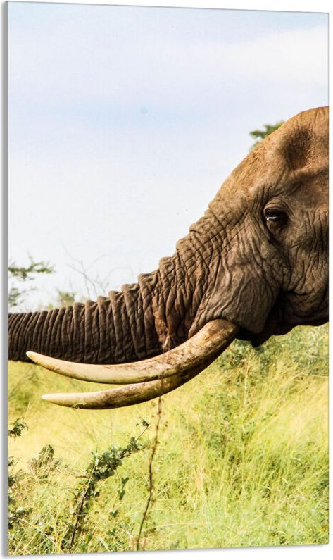 Glasschneidebrett 30x52 Elefant