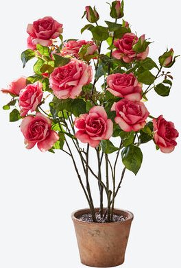 Getopfter Rosenbusch, Pink