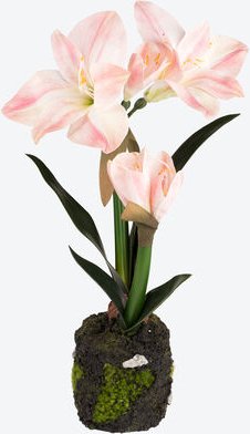 Thumbnail - Amaryllis, Farbe: Rosa