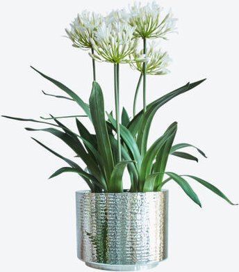 Schmucklilie, weiß, 75 cm hoch, Ballen: Ø 22 x 15,5 cm hoch, 2 KG