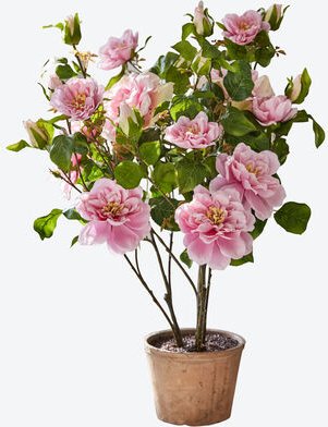 Getopfter Rosenbusch, Violett