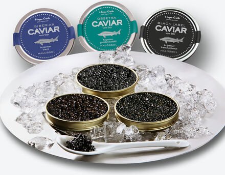Baaikal-Ossetra-Kaviar vom russischen Stör (Acipenser Gueldenstaedtii) 30 g