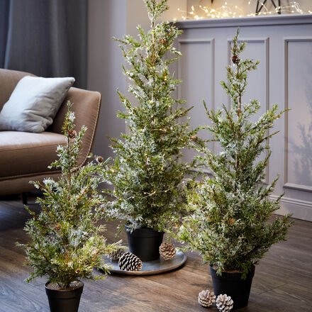 Nordische Kiefer geeist, klein, 70 cm h, getopft