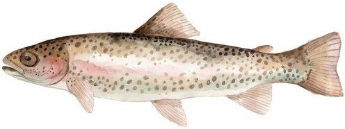 Photocircle Poster / Leinwandbild - Sea Life - Rainbow Trout
