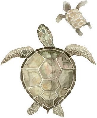Photocircle Poster / Leinwandbild - Sea Life - Turtles