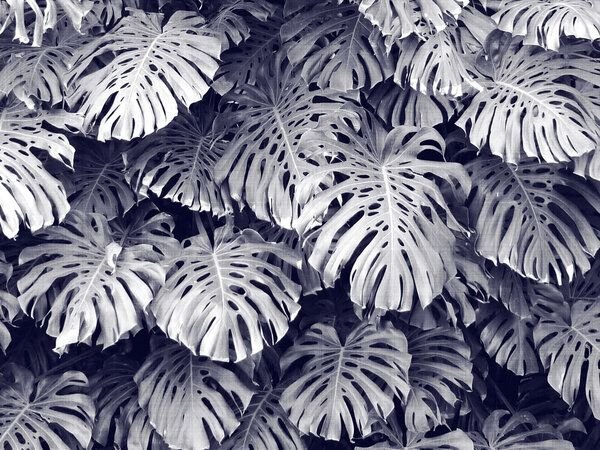 Photocircle Poster / Leinwandbild - Tropical 3