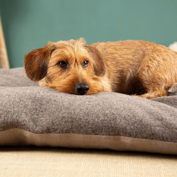 nahtur-design Dinkelkissen Für Hunde | natürliches Hundekissen