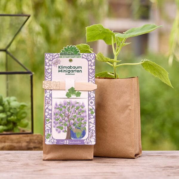 Die Stadtgärtner Klimabaum Anzuchtset | Erde, Blauglockenbaum-Saatgut & eine Anleitung | Kiri Baum Samen
