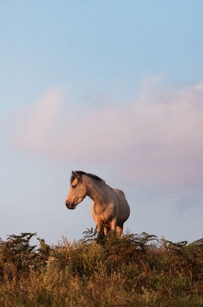 Photocircle Poster / Leinwandbild - Horse at Sunset