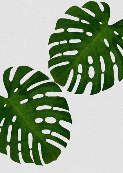Photocircle Wandbild / Kunstdruck / Poster / Leinwand - Monstera Leaf II