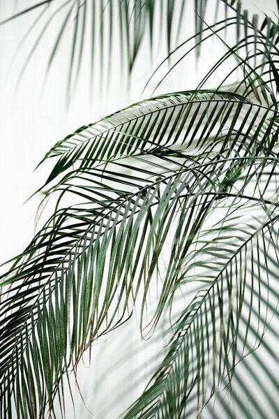 Photocircle Poster / Leinwandbild - Palm Leaves 21