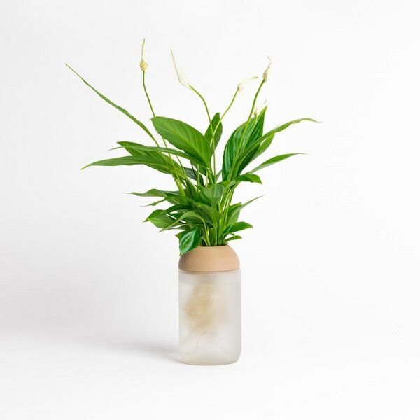 CitySens Transparenter Pflanztopf