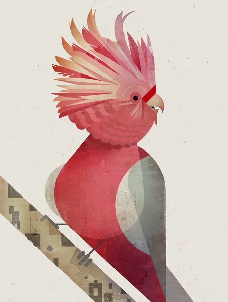 Photocircle Poster / Leinwandbild - Galah Kakadu