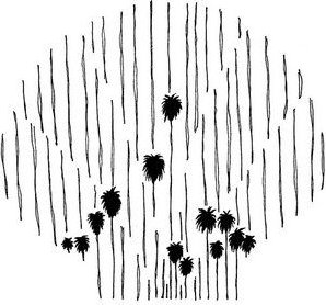 Photocircle Poster / Leinwandbild - Mantika Palmen Muschel