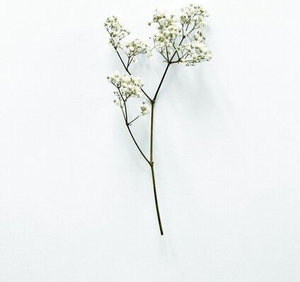 Photocircle Poster / Leinwandbild - White Beauty