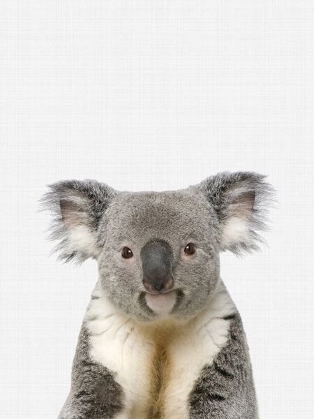Photocircle Poster / Leinwandbild - Koala