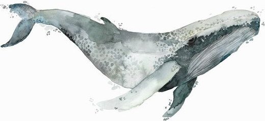 Photocircle Poster / Leinwandbild - Sea Life - Humpback Whale