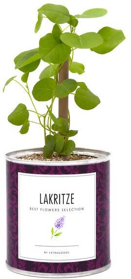 MacFlowers Pflanzen in der Dose - Lakritz / Süßholz