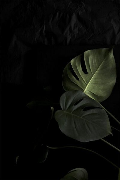 Photocircle Poster / Leinwandbild - Moody Monstera