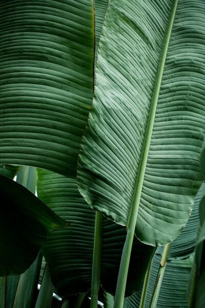 Photocircle Poster / Leinwandbild - Leaves 14