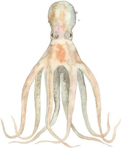 Photocircle Poster / Leinwandbild - Oktopus