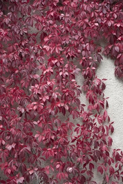 Photocircle Poster / Leinwandbild - Beauty of Autumn