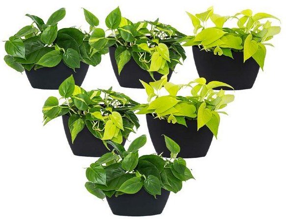 CitySens 6er-Pack Wand-Blumentopf mit automatischer Bewässerung