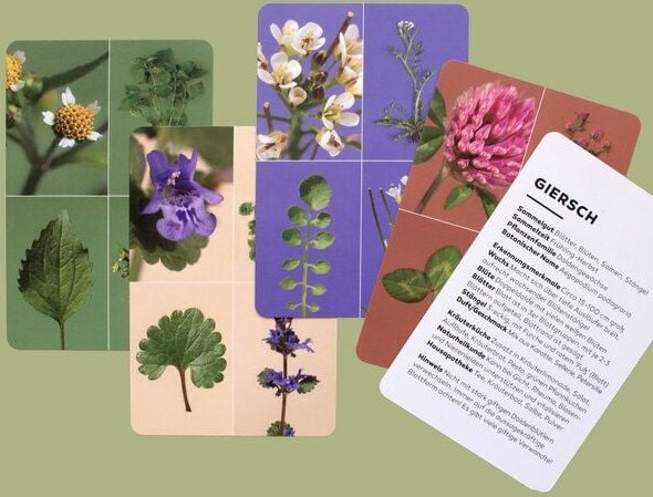 Heger und Sammler Wildkräuter-Lernkarten | 34 Karten mit Rezeptideen, ganzjähig nutzbar