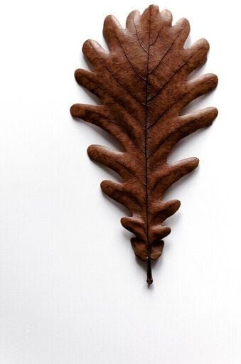 Photocircle Poster / Leinwandbild - SHAPES - grafic oak leaf